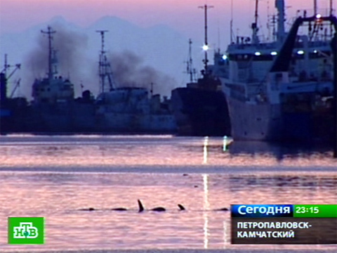В бухту Авачинская заглянули косатки.дельфины, животные.НТВ.Ru: новости, видео, программы телеканала НТВ