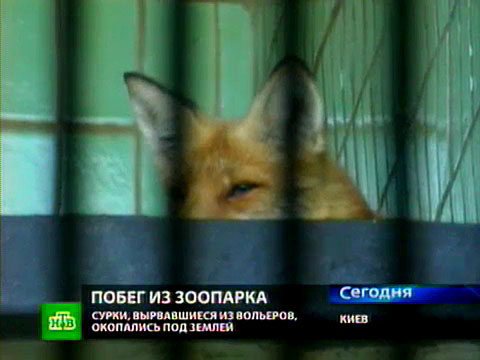 Зоопарк репортаж. Зоопарк репортаж. Контактный зоопарк волжский буклет. Зоопарк репортаж. Зоопарк репортаж.