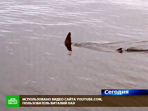 Видеоролики самой большой акулы в мире