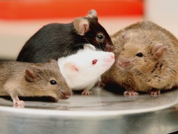 Хоровое пение мышей услышали американские ученые