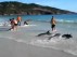Пляжи Австралии усеяли тела мертвых дельфинов