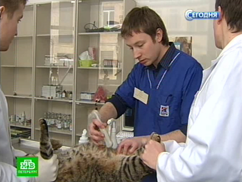 Владимир шишмарев ветеринар фото