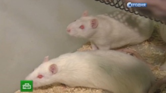 Перезаписавшие память мыши ученые готовы приняться за людей