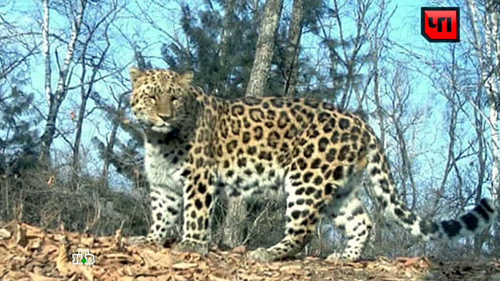 Леопард на лету настиг антилопу — уникальное видео из ЮАР