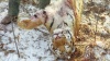 В национальном парке в Приморье браконьеры застрелили тигра