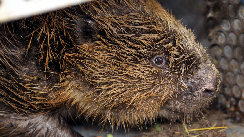 Бобр ошибся в расчетах и устроил крупное ДТП в Германии // Новости НТВ