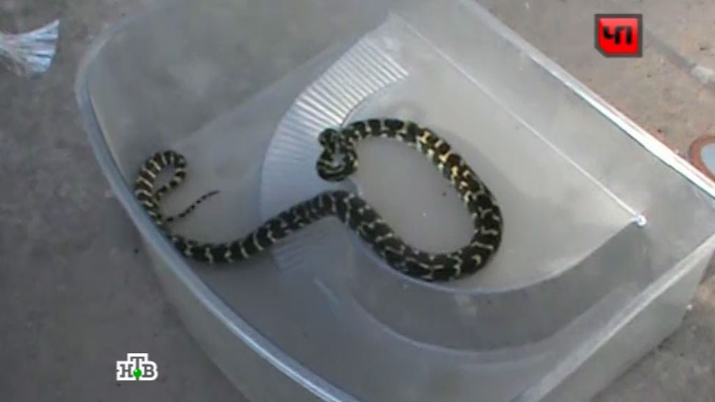 питон змеи. королевская кобра проглотила. голодные змеи. змея заглатывающая хвост. змея анаконда заглатывает питона.