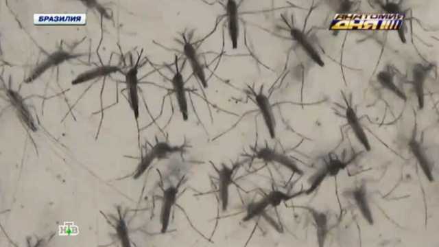 Комариный спецназ: москитов-камикадзе бросают на борьбу со смертельной лихорадкой.Бразилия, болезни, комары, насекомые, наука и открытия.НТВ.Ru: новости, видео, программы телеканала НТВ