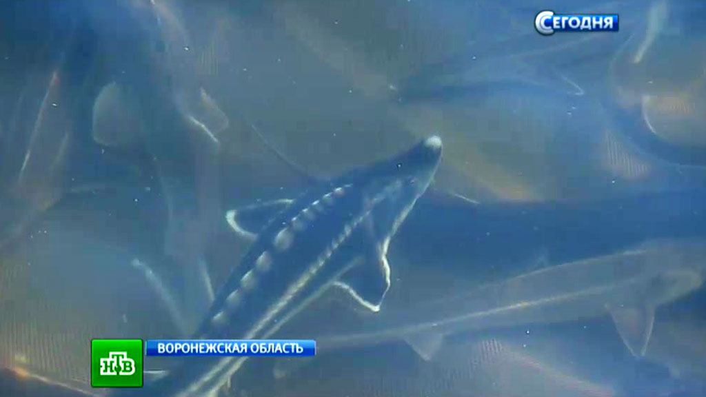 осетровая ферма воронеж экскурсии. осетровая ферма воронеж бабяково. осетровая ферма воронеж бабяково. рыба осётр с челюстью. осетровая ферма екатеринбург косулино.