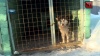 Завистливому жителю Уфы грозит 2 года тюрьмы за похищение у соседа дорогого щенка