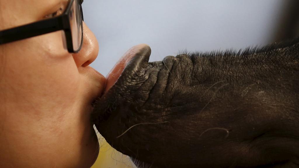 Австралийка делает сексуальные фото с животными | Пикабу