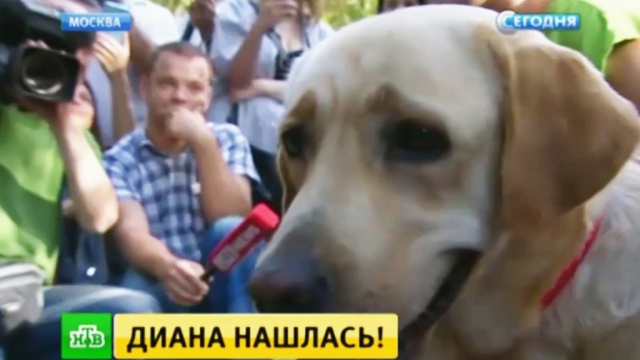 Московские следователи вернули слепой девушке украденную собаку-поводыря.Следственный комитет, животные, кражи и ограбления, слепые, собаки.НТВ.Ru: новости, видео, программы телеканала НТВ