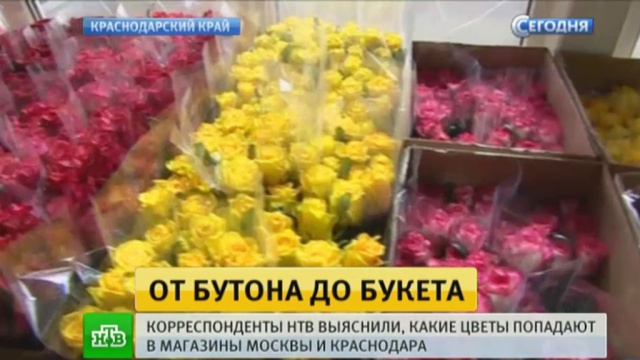 Краснодарские фермеры 8 Марта порадуют россиянок свежими розами.8 Марта, Краснодарский край, торговля, торжества и праздники, цветы.НТВ.Ru: новости, видео, программы телеканала НТВ