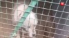 В московском приюте для животных погибли 300 собак