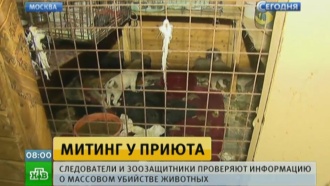 Митинг из-за массовой гибели животных в московском приюте перерос в драку 
