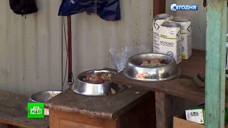 Состояние выживших животных в приюте «Эко Вешняки» привело полицию в ужас