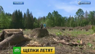 В Польше начали вырубать вековые деревья Беловежской Пущи
