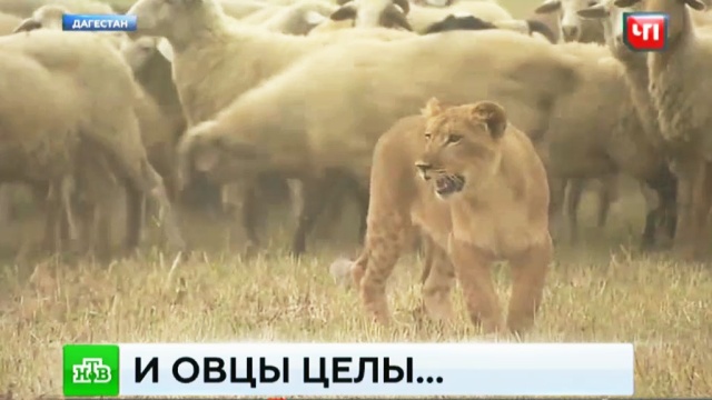 В Дагестане львица-пастух стала местной звездой.Дагестан, животные, львы.НТВ.Ru: новости, видео, программы телеканала НТВ