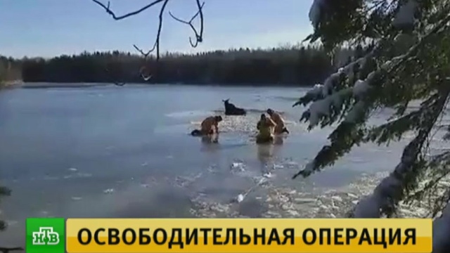В Борисоглебске в браконьерский капкан попался лось - животное пытались спасти, но не успели