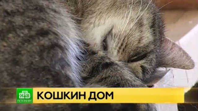 Приют под Петербургом ищет дом для десятков кошек из неблагополучной квартиры.Санкт-Петербург, животные, кошки, приюты для животных.НТВ.Ru: новости, видео, программы телеканала НТВ