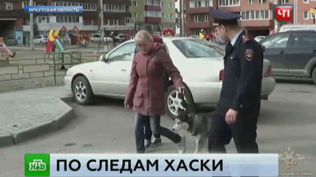 Иркутские полицейские вернули глухонемой украденную у нее собаку.животные, Иркутская область, кражи и ограбления, собаки.НТВ.Ru: новости, видео, программы телеканала НТВ