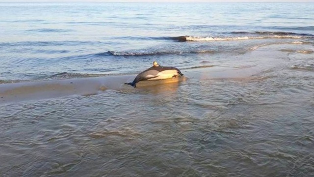В Чёрном море под Новороссийском погибли 68 дельфинов.Новороссийск, дельфины, животные.НТВ.Ru: новости, видео, программы телеканала НТВ