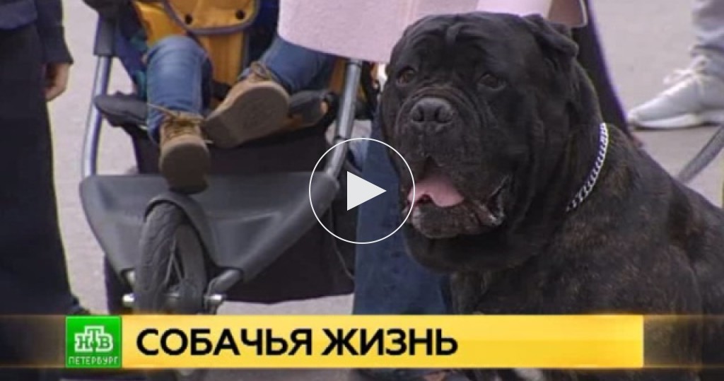 Спасение животных санкт петербург. Волонтеры с собаками. Нерпенок петербург. Приют для собак. Волонтеры в приюте для животных.