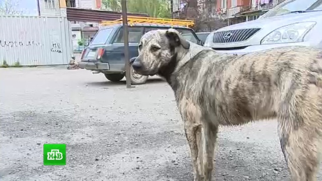 В Махачкале прохожие спасли мальчика от стаи бродячих псов.Дагестан, дети и подростки, животные, нападения, собаки.НТВ.Ru: новости, видео, программы телеканала НТВ