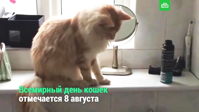 Всемирный день кошек.ЗаМинуту, животные, кошки.НТВ.Ru: новости, видео, программы телеканала НТВ