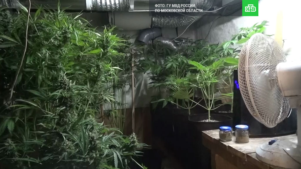 Growing cannabis indoor