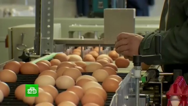 Отравленные опасным химикатом яйца из ЕС попали в магазины 18 стран.Европейский союз, магазины, продукты, сельское хозяйство, торговля.НТВ.Ru: новости, видео, программы телеканала НТВ