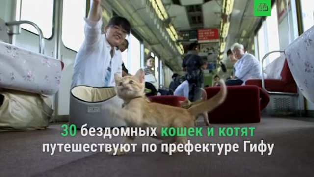 «Мяукающий рейс» в Японии.ЗаМинуту, Япония, животные, кошки.НТВ.Ru: новости, видео, программы телеканала НТВ