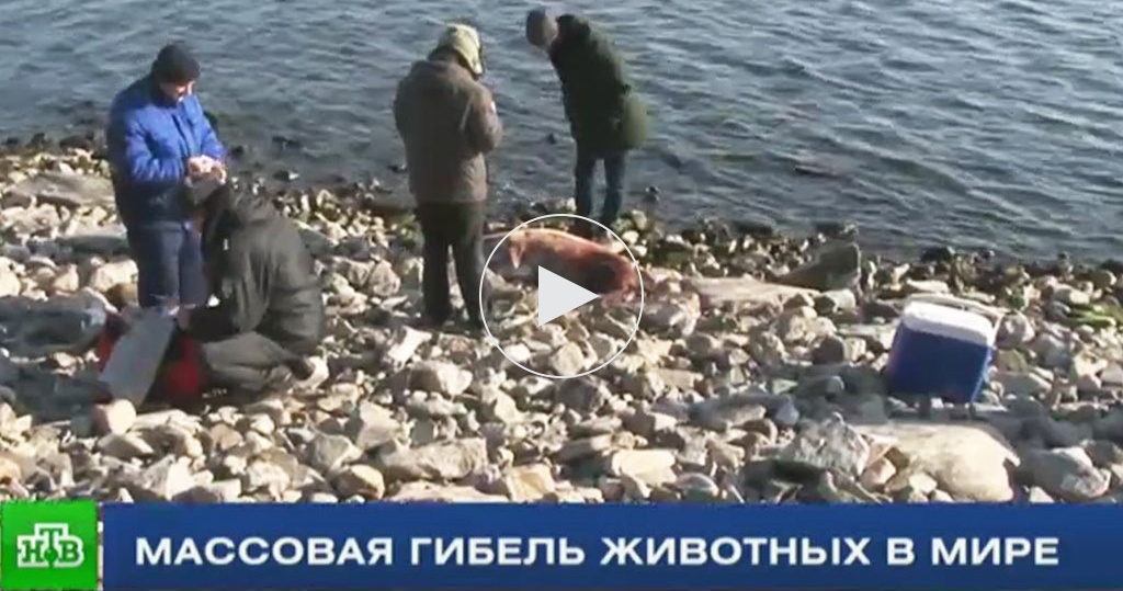 Массовое уничтожение как называется. Уничтожение нерпы на Байкале. Массовая гибель рыб на Байкале.