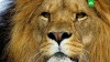 Датские зоопарки попросили приносить «ненужных домашних питомцев» на корм львам