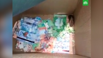 Мыши сгрызли деньги в банкомате в Казахстане