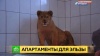 Африканская львица обживает «апартаменты» под Петербургом и ждет помощи от меценатов
