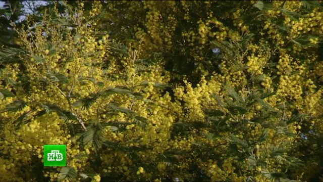 В Сочи раньше срока зацвела мимоза.растения, Сочи, цветы.НТВ.Ru: новости, видео, программы телеканала НТВ