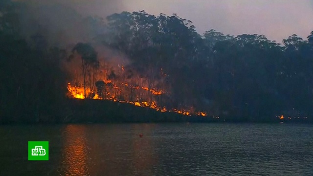 Лесные пожары подступают к пригородам Сиднея.Австралия, лесные пожары, пожары.НТВ.Ru: новости, видео, программы телеканала НТВ