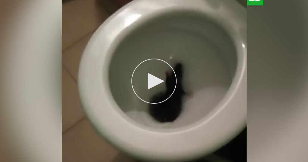 Видео с крысой, лезущей из унитаза в квартире, шокировало интернет-пользователей - баштрен.рф