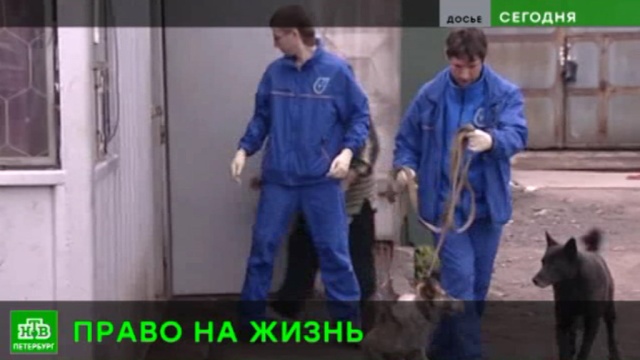 Петербурженка пытается через суд запретить выпускать обратно на улицу стерилизованных бездомных собак.Санкт-Петербург, животные, собаки, суды.НТВ.Ru: новости, видео, программы телеканала НТВ