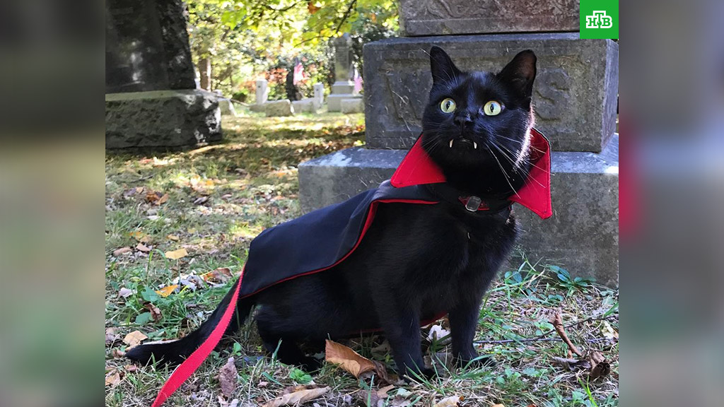 Черный кот-вампир стал новой звездой Instagram // Новости НТВ