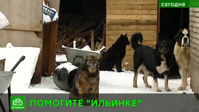 Собакам петербургского приюта «Ильинка» грозит голод.Санкт-Петербург, животные, приюты для животных, собаки.НТВ.Ru: новости, видео, программы телеканала НТВ