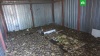 В Россию пытались ввезти 4 тысяч черепах под видом капусты: фото