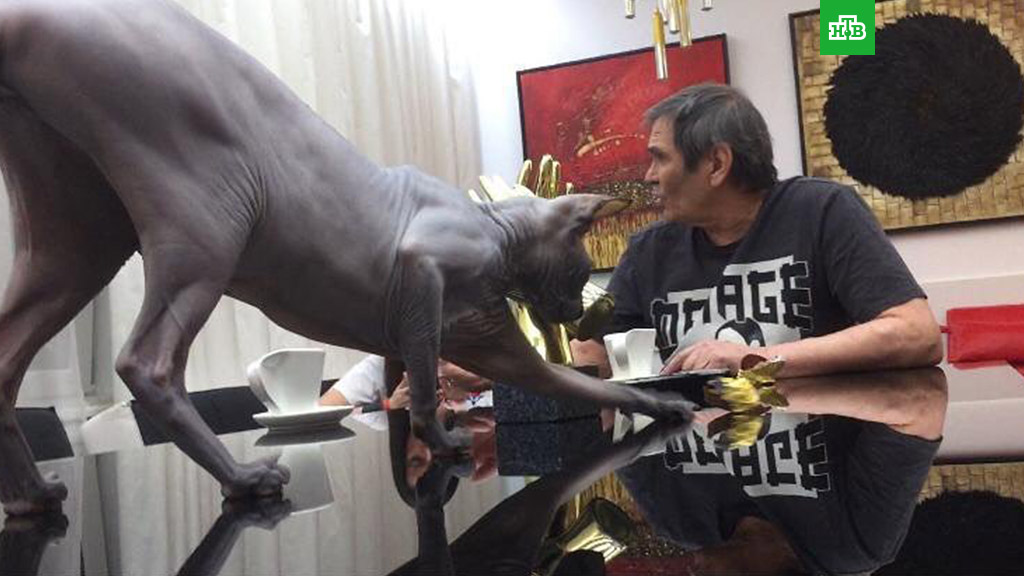 Пропажа Бари Алибасова и Чучи: загадочные обстоятельства