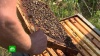 Прокуратура нашла виновных в массовой гибели пчел в Тульской области