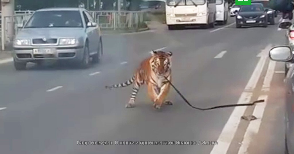 Сбежал тигр