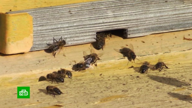 Массовая гибель пчел может привести к дефициту меда.мед, пчелы, Россельхознадзор.НТВ.Ru: новости, видео, программы телеканала НТВ