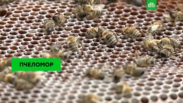 Пчелиный мор: грозит ли человечеству вымирание.ЗаМинуту, пчелы, сельское хозяйство.НТВ.Ru: новости, видео, программы телеканала НТВ