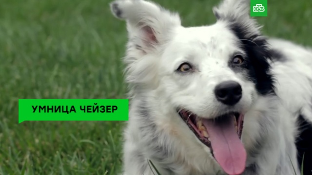 Умерла самая умная собака в мире.животные, ЗаМинуту, собаки, США.НТВ.Ru: новости, видео, программы телеканала НТВ