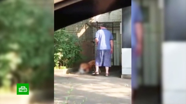 Житель Курска натравил бойцовскую собаку на кота.Курск, жестокость, животные, кошки, собаки.НТВ.Ru: новости, видео, программы телеканала НТВ